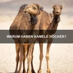 Wie halte ich mein Haustier im Sommer kühl?