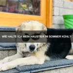 Warum haben einige Tiere transparente Körperteile?