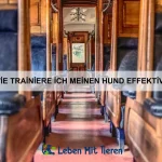 Wie erkenne ich Langeweile bei meinem Haustier?