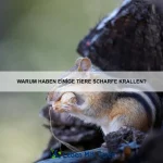 Wie erkenne ich Langeweile bei meinem Haustier?
