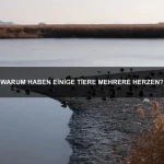 Welche Tiere nutzen Gift zur Verteidigung?