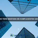 Warum haben Eulen so große Augen?