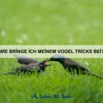 Welche Tiere besitzen die komplexesten Gehirne?