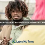 Wie bringe ich meinem Haustier bei, keine Angst vor Tierarztbesuchen zu haben?