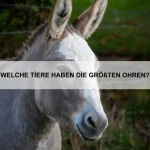 Welche Tiere nutzen Tarnung zur Jagd?