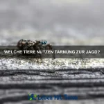 Warum haben einige Tiere eingebaute Stoßdämpfer?