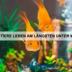 Warum haben einige Tiere flexible Körper?