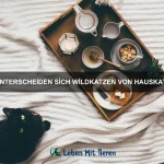 Wie kann man einen Papagei zum Sprechen bringen?
