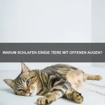 Welche Tiere können echte Werkzeuge benutzen?