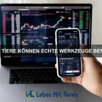Wie bringe ich meinem Hund bei, an der Leine zu laufen?