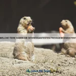Welche Tiere sind am widerstandsfähigsten gegen extreme Temperaturen?
