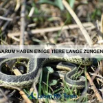 Tiere mit den außergewöhnlichsten Verteidigungsmechanismen