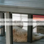 Tiere mit den schnellsten Reflexen