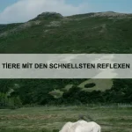 Wie kann ich mein Haustier vor Krankheiten schützen?