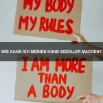 Wie kann ich mein Haustier vor Krankheiten schützen?