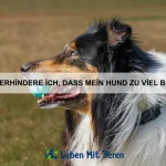 Wie kann ich meinen Hund sozialer machen?