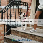 Wie kann ich mein Haustier vor Parasiten schützen?