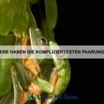 Wie kann ich meinem Haustier ein sicheres Zuhause bieten?