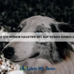 Warum haben Pinguine eine so dicke Fettschicht?