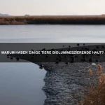 Warum können einige Tiere unter Eis überleben?