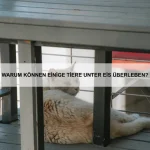 Welche Tiere haben die größten Lungen?