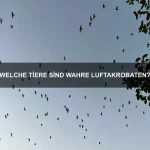 Welche Tiere haben die besten Kletterfähigkeiten?