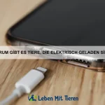 Wie erkenne ich, ob mein Haustier friert?