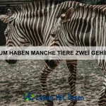 Wie erkenne ich, ob mein Haustier friert?