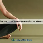 Wie erkenne ich Anzeichen von Angst bei meinem Haustier?