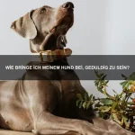 Welche Tiere sind Meister der Täuschung?