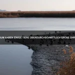Welche Tiere nutzen ihre Umgebung als Tarnung?