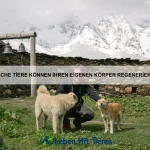 Warum sind einige Tiere besonders sozial?