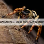 Warum können einige Tiere auf Bäume klettern, andere nicht?