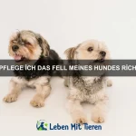 Wie erkenne ich, ob mein Haustier dehydriert ist?