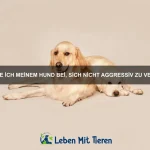 Wie kann ich meinem Haustier ein stressfreies Leben ermöglichen?