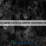 Wie kann ich meinem Haustier die Angst vor Wasser nehmen?