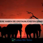 Wie erkenne ich, ob mein Haustier Fieber hat?