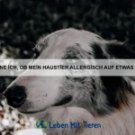 Warum können einige Tiere ihre Körpertemperatur regulieren?