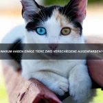 Welche Hunde eignen sich am besten für Familien?