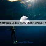 Welche Tiere haben die komplexesten sozialen Strukturen?