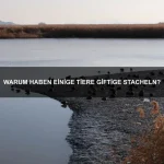 Welche Tiere haben die einzigartigsten Verteidigungsmechanismen?