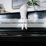 Warum sind einige Tiere so laut?
