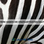 Wie erkenne ich eine Vergiftung bei meinem Haustier?