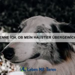 Welche Tiere haben die einzigartigsten Hautmuster?