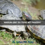 Welche Tiere haben die längsten Krallen?