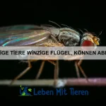 Warum gibt es Tiere mit Panzer?
