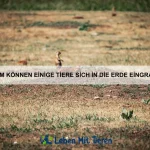 Warum haben einige Tiere lichtempfindliche Haut?