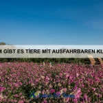 Wie nutzen Tiere Blätter und Zweige als Werkzeuge?