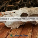 Warum gibt es Tiere mit ausfahrbaren Klauen?