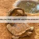 Wie unterscheiden sich Jagdstrategien von Säugetieren und Reptilien?